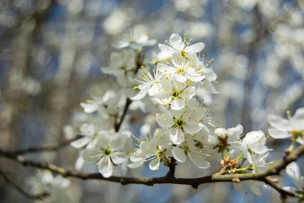하얀 벚꽃이 피어 있는 나뭇가지들 — 스톡 사진