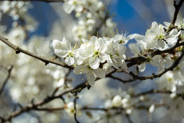 밝은 햇빛을 받아 반짝 이는 흰 벚꽃이 달린 나뭇가지 — 스톡 사진