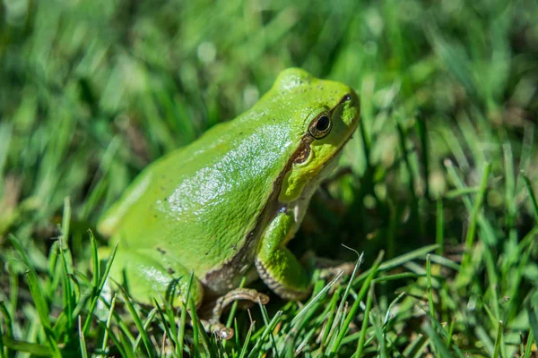 Verde rana arbórea europea sentada en la hierba — Foto de Stock