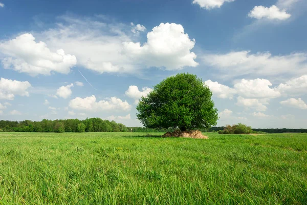 Árbol único en pradera verde, bosque en el horizonte y nubes blancas en el cielo azul — Foto de Stock