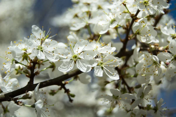 벚꽃 가지를 가까이 서 본 모습 — 스톡 사진