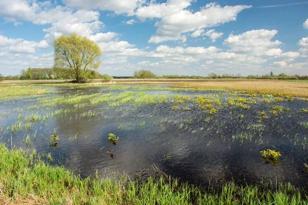 Blue water after rain on meadow and tree, white clouds on blue s