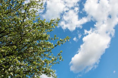Çiçek açan bir ağacın dalları ve mavi gökyüzünde beyaz bulutlar.