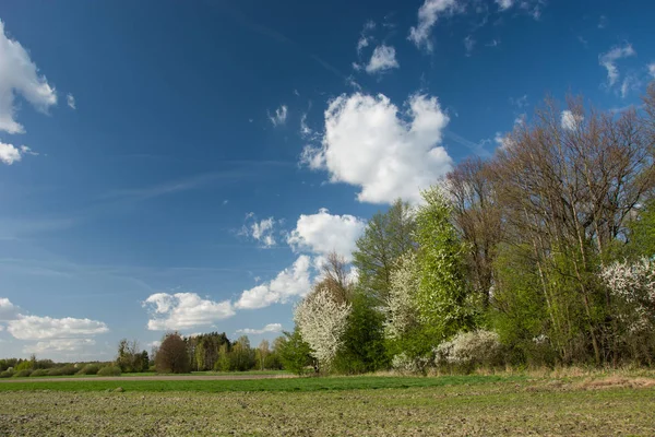 전답 과 꽃피는 삼림 과푸른 하늘의 흰 구름 — 스톡 사진