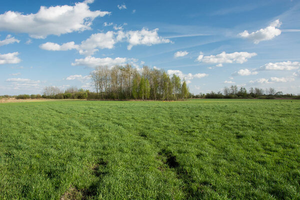 Wheel tracks on a green meadow and shrubbery, white clouds on bl