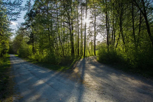 A gravel road fork, green trees and sunlight