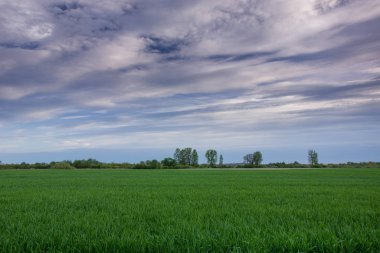 Yeşil alan ve bulanık bulutlar