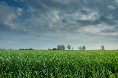 Yeşil bir alanda gri bulutlar