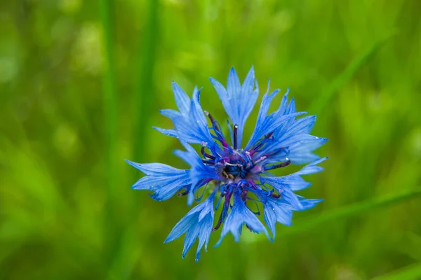 Flor azul cornflower em um fundo verde - close-up — Fotografia de Stock