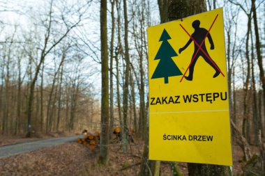 Ormana giriş yasaklandı, ağaçlar kesildi, Polonya 'da bir sıra.