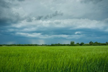 Koyu fırtına bulutları ve yeşil buğdaylı bir tarlanın üzerindeki yağmur