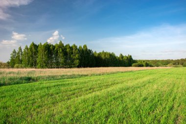 Yeşil tarla, ufuktaki orman ve mavi gökyüzündeki bulutlar