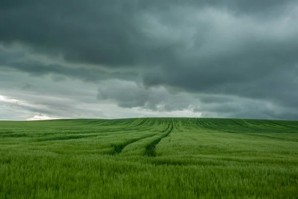 Campo verde de cereales y nubes oscuras y lluviosas — Foto de Stock