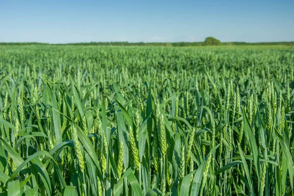 Campo verde de granos de centeno, horizonte y cielo azul — Foto de Stock