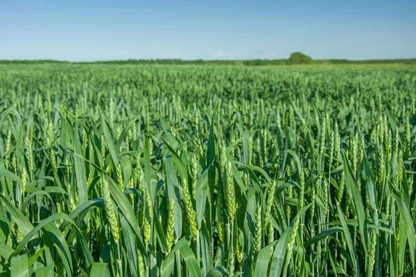 Groen veld van roggekorrels, horizon en blauwe lucht — Stockfoto