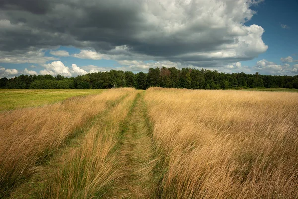 Country road through tall grass, forest and clouds on the sky — Stock Photo, Image