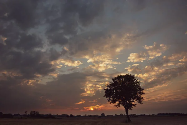 Silueta de un árbol solitario y nubes al atardecer — Foto de Stock