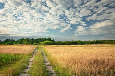 Toprak yolda, tarlalarda tahıl, ufukta ağaçlar ve gökte bulutlar.