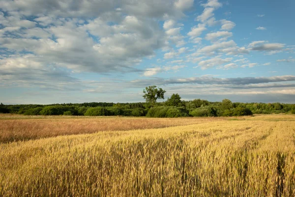 Getreidefeld, Bäume am Horizont und Wolken am Himmel — Stockfoto