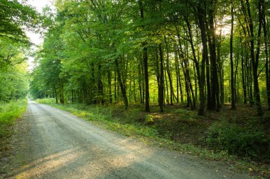Yeşil bir ormanda yol, güneşli bir günde manzara
