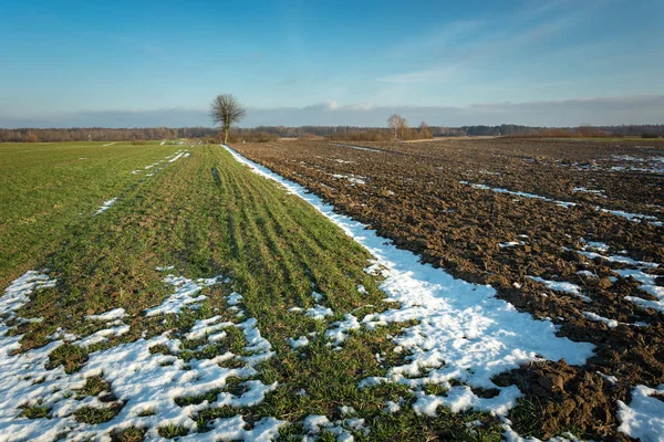 Cereales verdes de invierno, nieve y campo arado —  Fotos de Stock
