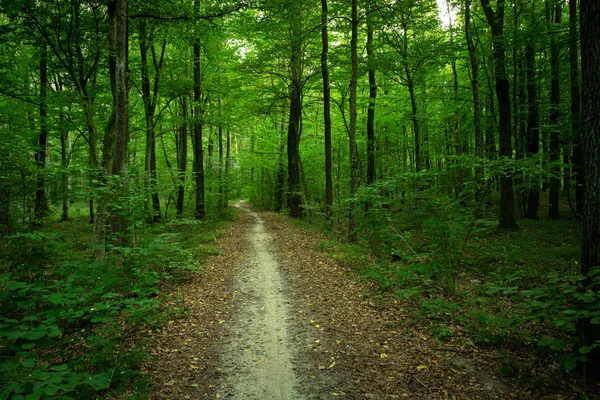 Long path in a green deciduous forest — 스톡 사진