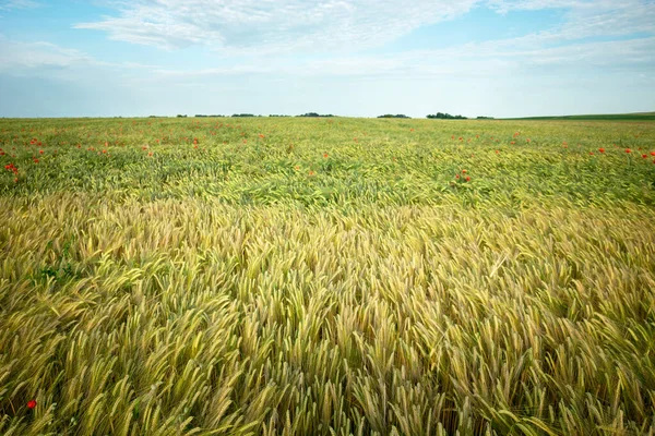 Πεδίο Barley, ορίζοντας και ουρανός στο Staw, Πολωνία — Φωτογραφία Αρχείου