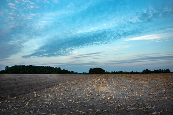Кукурузное поле с кошеной кукурузой, горизонтом и облаками в небе — стоковое фото