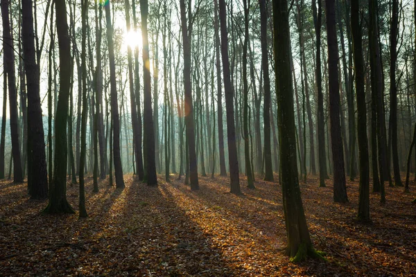 Solen i en dimmig skog och fallna löv, höstutsikt — Stockfoto