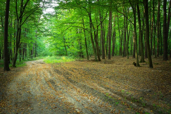 Feuilles sèches couchées sur un sentier sablonneux à travers une forêt verte à Zarzecze, Pologne — Photo