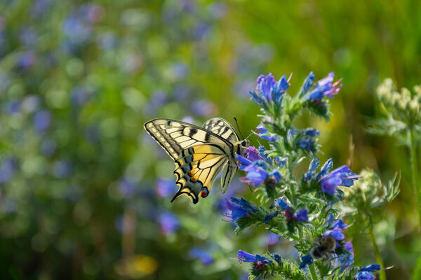 Swallowtail butterfly perched on a flower