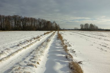 Polonya 'nın Nowiny şehrinde gökyüzünde kar, orman ve gri bulutlarla kaplı toprak bir yol.