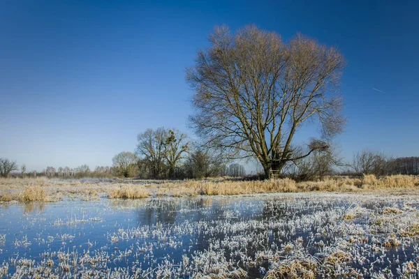 Gefrorenes Wasser auf Wiese, Baum und blauem Himmel — Stockfoto