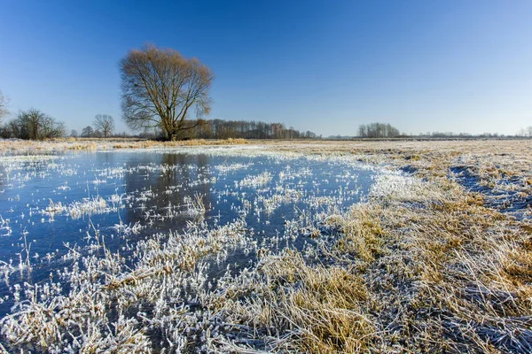 Eau gelée sur un pré herbeux, un arbre et un ciel bleu — Photo