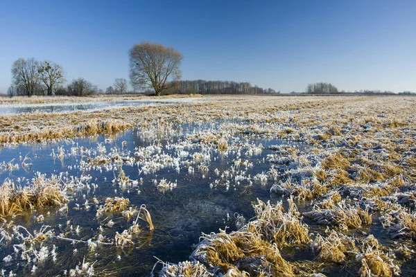Agua congelada en una pradera cubierta de hierba, árboles y cielo despejado — Foto de Stock