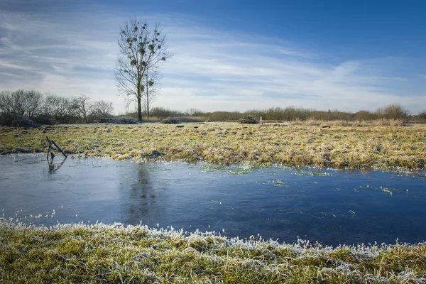 Agua congelada y prado herboso, árbol y cielo azul — Foto de Stock
