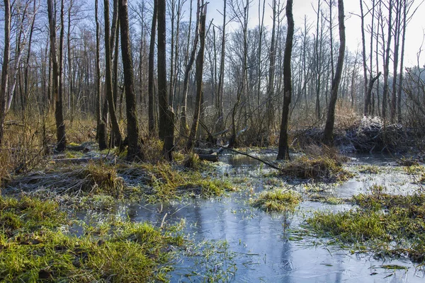 Acqua ed erba ghiacciate, foresta e cielo blu — Foto Stock