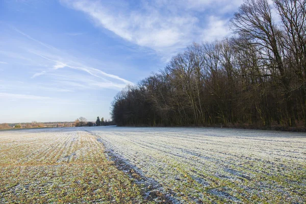 Nieve en campos, bosque y cielo azul en Zarzecze, Polonia — Foto de Stock