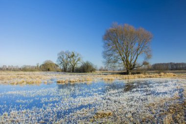 Çimenli bir çayır, ağaç ve mavi gökyüzü, Nowiny, Polonya