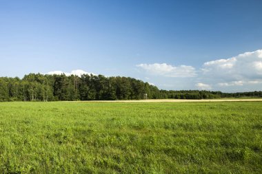 Yeşil çayır, orman ve mavi gökyüzünde beyaz bulutlar, yaz günü manzara
