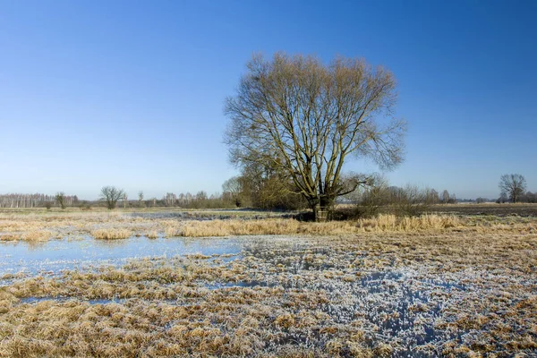 Hoarfrost en un prado herboso, árbol y cielo azul, Nowiny, Polonia — Foto de Stock