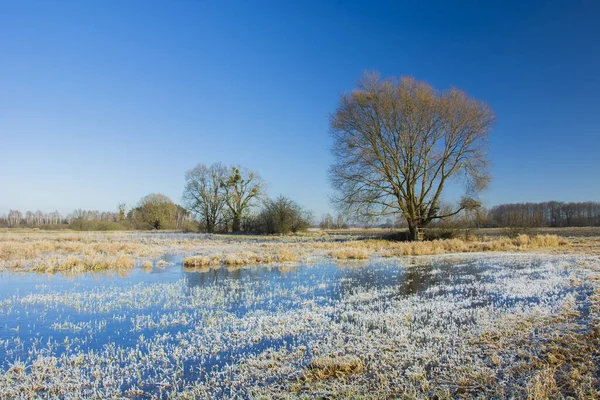 Hoarfrost y hielo en un prado herboso, árbol y cielo azul, Nowiny, Polonia — Foto de Stock