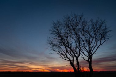 Polonya 'nın Zarzecze kentinde günbatımından sonra gökyüzüne yapraksız siyah ağaç siluetleri