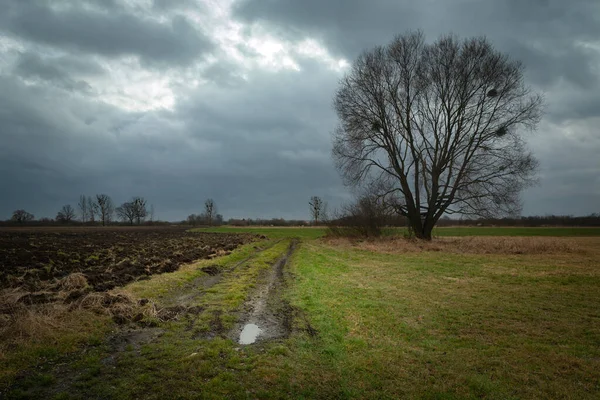 Kırsal yol ve tarlalar, yapraksız büyük ağaç ve Nowiny, Polonya 'da gökyüzünde gri bulutlar. — Stok fotoğraf