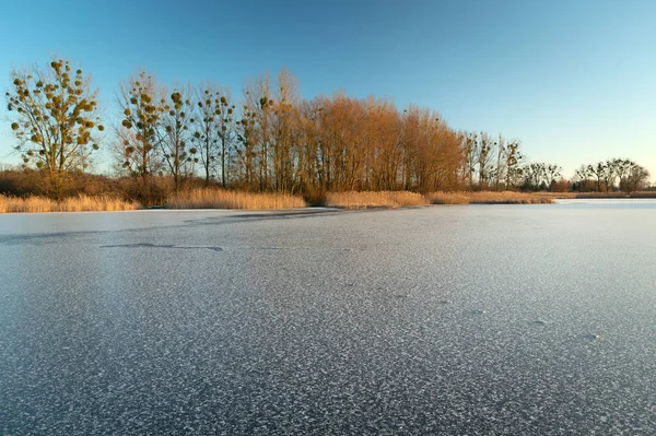 Nieve en un lago congelado, árboles sin hojas y cielo azul, vista de invierno — Foto de Stock