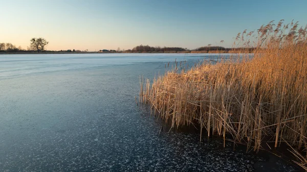 Reeds no lago congelado, horizonte e céu azul, vista de inverno — Fotografia de Stock