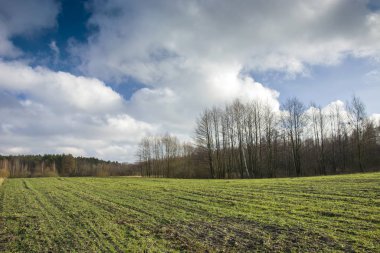 Kış tahılları, orman ve mavi gökyüzünde beyaz bulutlar
