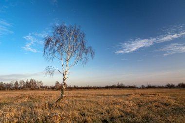 Çayırda yaprakları olmayan yalnız huş ağacı ve doğu Polonya 'da güneş battıktan sonra gökyüzü.