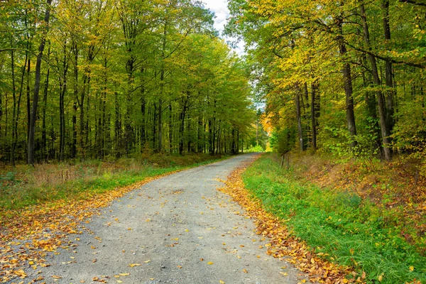 Polonya 'nın doğusunda yeşil ve sarı yapraklı bir ormandan geçen çakıllı bir yol.