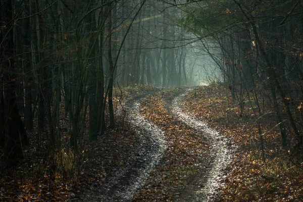 A winding road with leaves through a dark forest in Zarzecze, Poland — 스톡 사진
